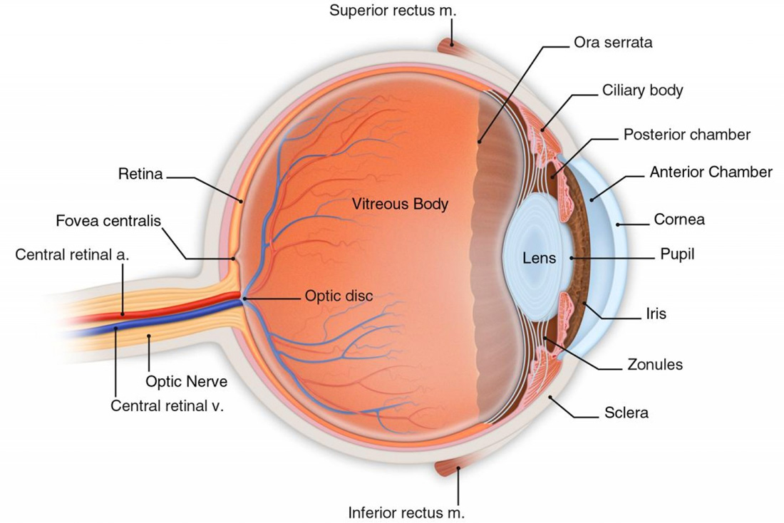 Das menschliche Auge im Querschnitt